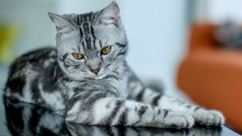 American Shorthair