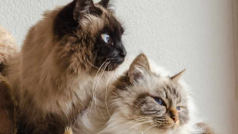 Birman Kedisi