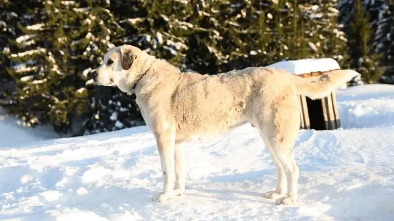 Büyük Köpek Cinsleri Akbaş 1