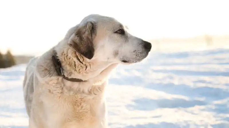 Büyük Köpek Cinsleri Akbaş