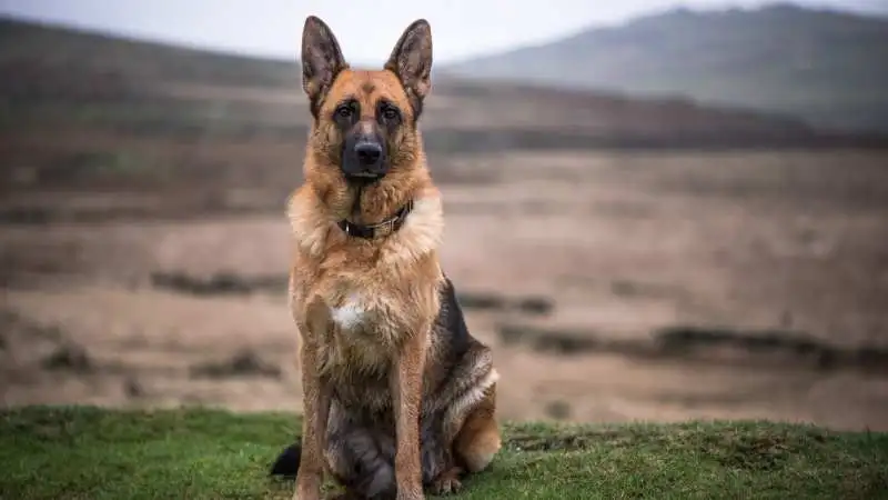 Büyük Köpek Cinsleri Alman Kurdu 1