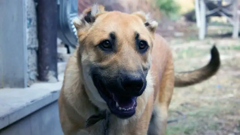 Büyük Köpek Cinsleri Armenian Gampr