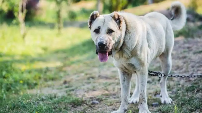 Büyük Köpek Cinsleri Armenian Gramper