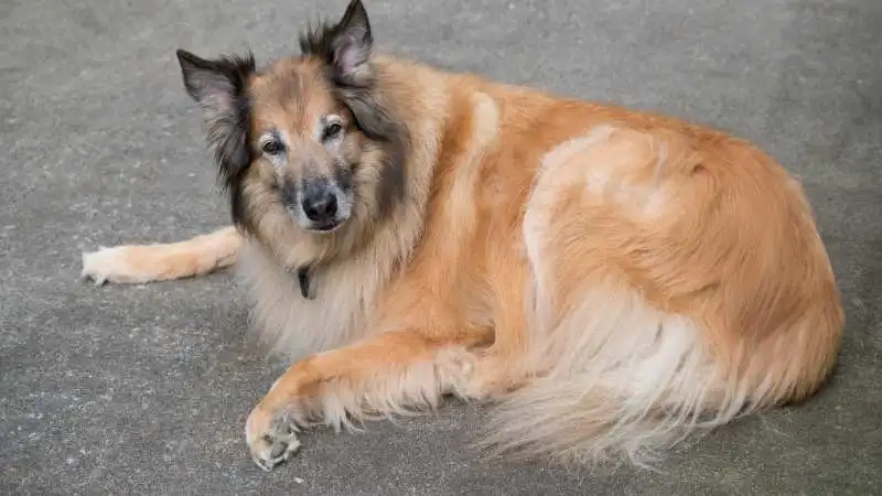 Büyük Köpek Cinsleri Belgian Tervuren 1