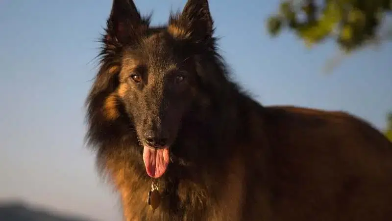 Büyük Köpek Cinsleri Belgian Tervuren