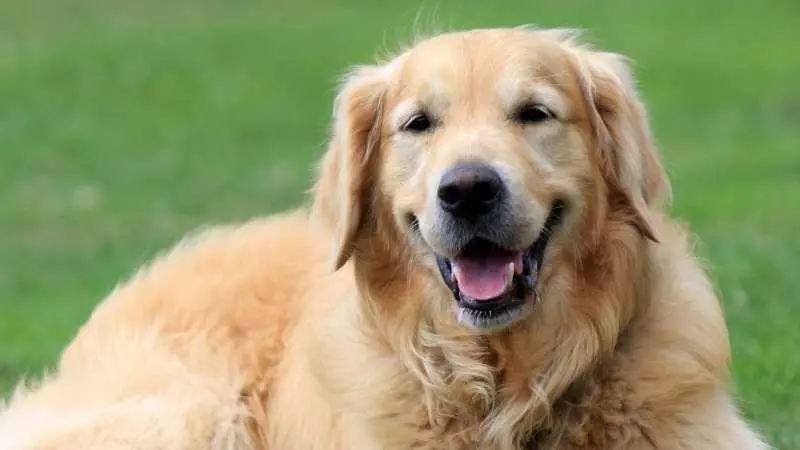 Büyük Köpek Cinsleri Golden Retriver