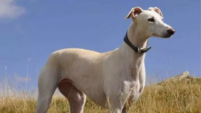 Büyük Köpek Cinsleri Türk Tazısı