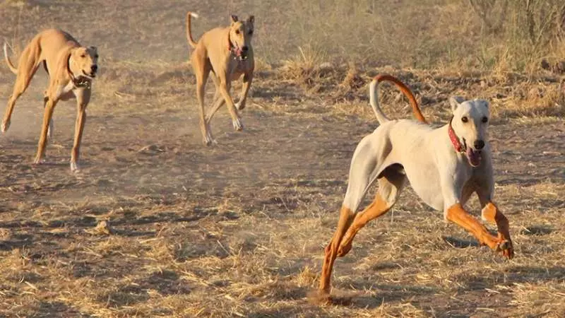 Büyük Köpek Cinsleri Türk Tazısı