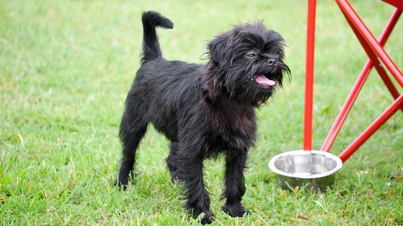 Büyümeyen Köpek Cinsleri Affenpinscher