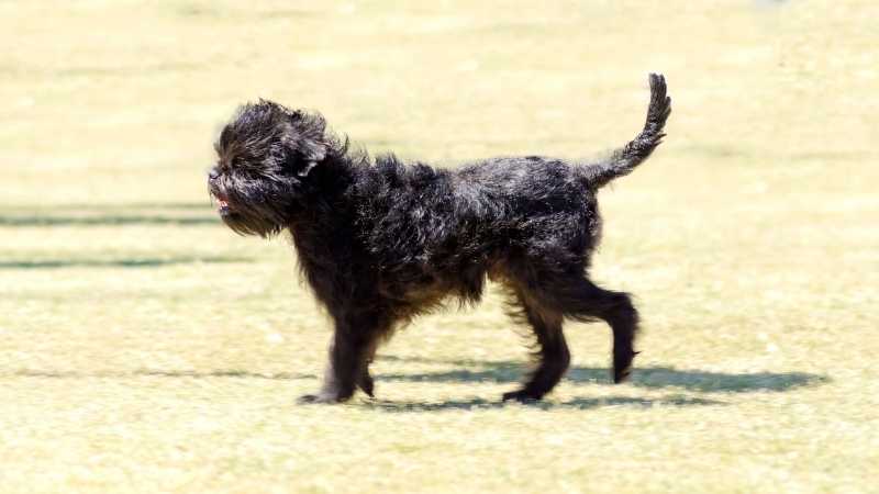 Büyümeyen Köpek Cinsleri Affenpinscher