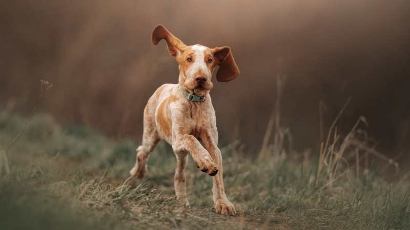 Büyümeyen Köpek Cinsleri Bracco Italiano 1