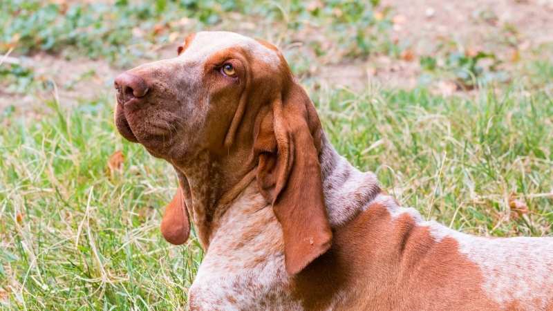 Büyümeyen Köpek Cinsleri Bracco Italiano