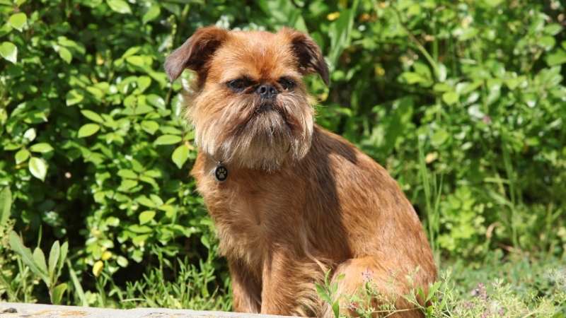 Büyümeyen Köpek Cinsleri Bruksel Griffonu