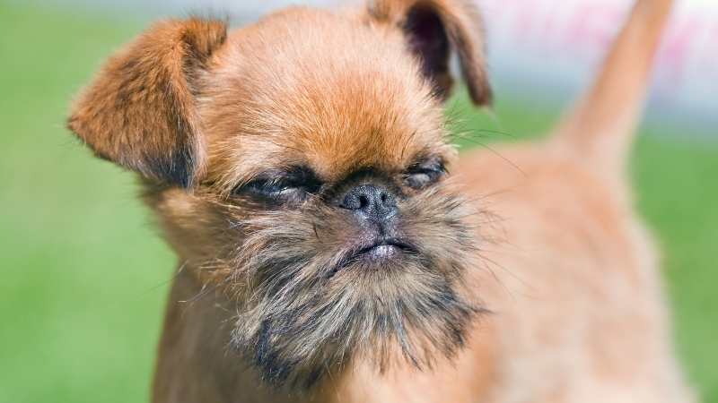 Büyümeyen Köpek Cinsleri Bruksel Griffonu