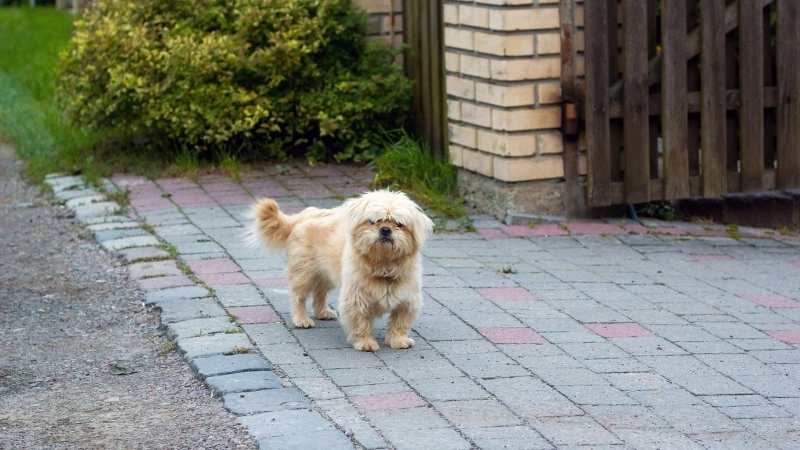 Büyümeyen Köpek Cinsleri Dandie Didmont Terrier 1