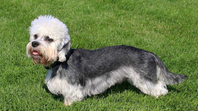 Büyümeyen Köpek Cinsleri Dandie Dinmont Terrier