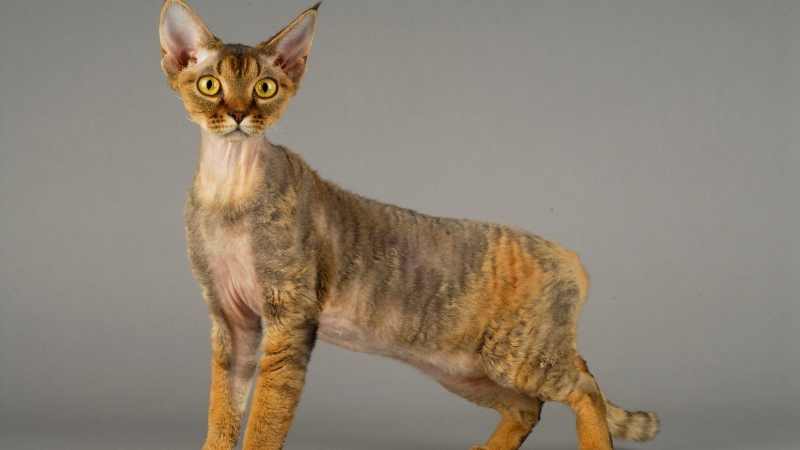 Devon Rex Cat