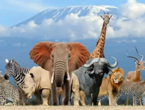 Hangi Hayvansın Testi