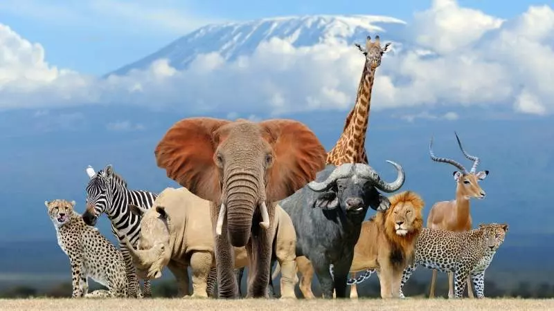 Hangi Hayvansın Testi