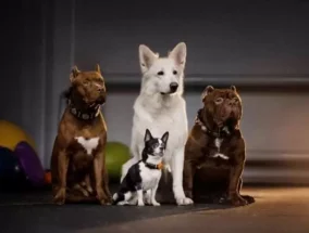 Büyük Köpek Cinsleri Akbaş 1