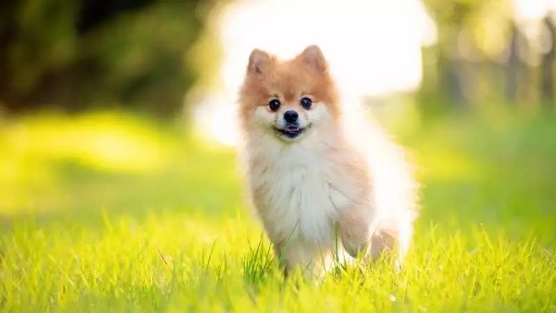 Küçük Köpek Cinsleri Pomeranian 1