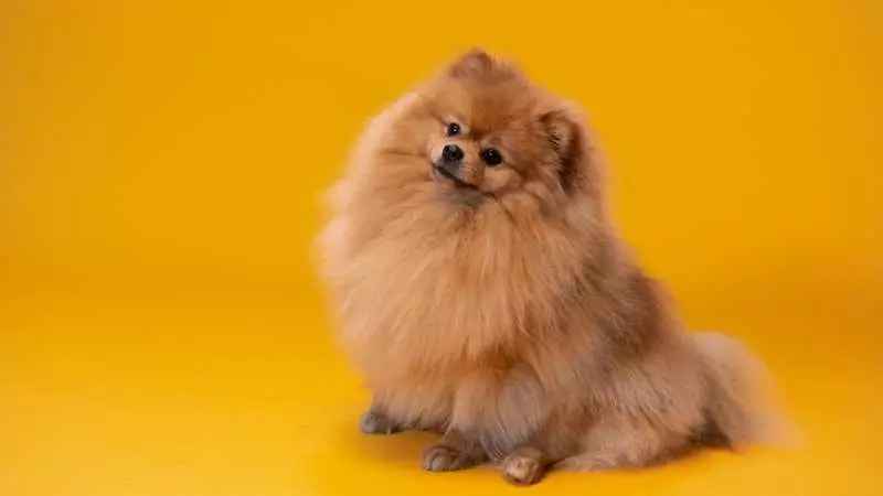 Küçük Köpek Cinsleri Pomeranian