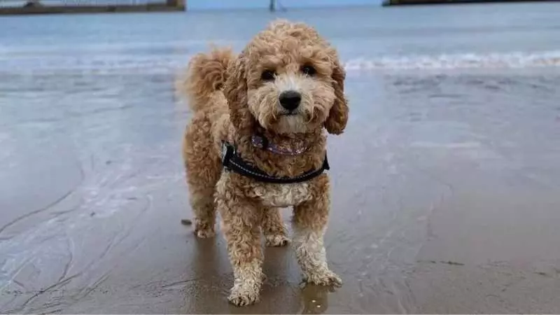 Küçük Köpek Cinsleri Poochon