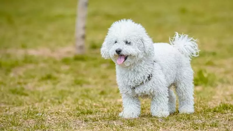 Küçük Köpek Cinsleri Rus Finosu