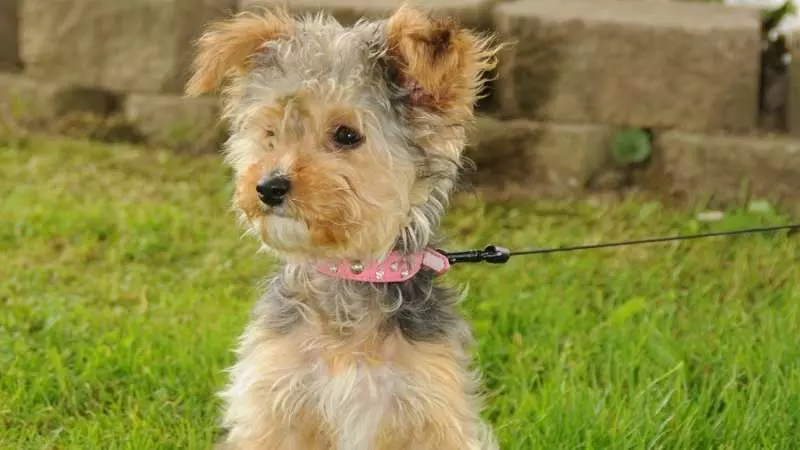 Küçük Köpek Cinsleri Yorkipoo