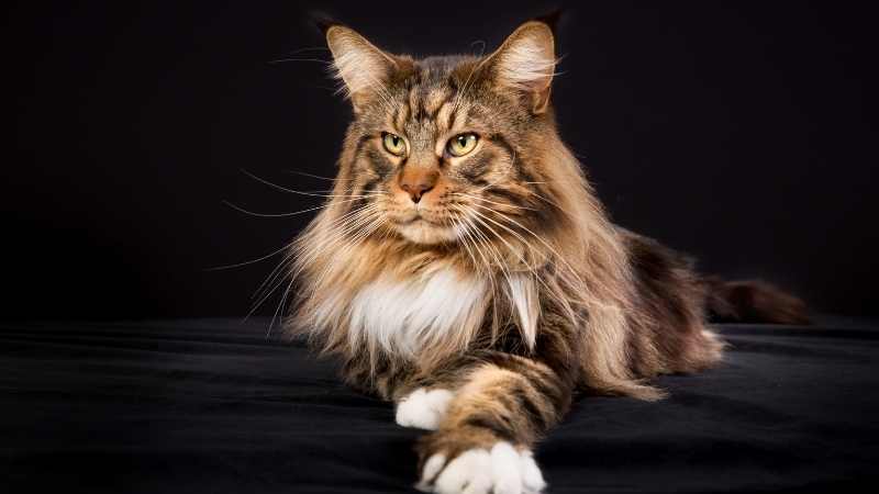 Maine Coon