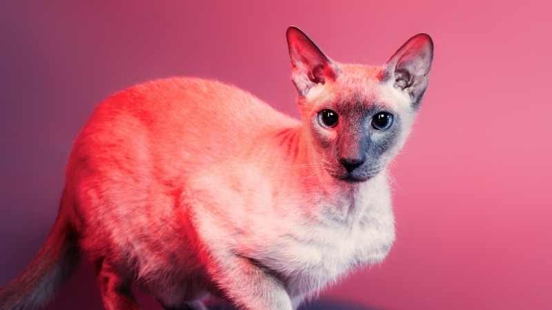 Peterbald