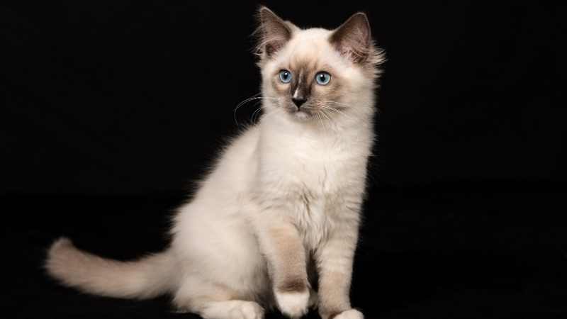 Ragdoll