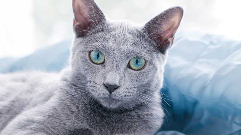 Russian Blue Mavi Rus Kedisi