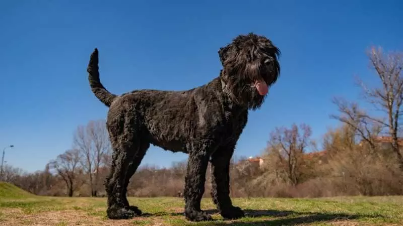 Terrier Köpek Cinsleri Black Russian Terrier 1