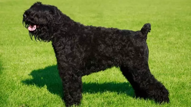 Terrier Köpek Cinsleri Black Russian Terrier