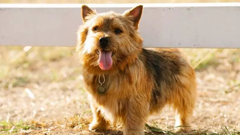 Terrier Köpek Cinsleri Norwich Terrier 1