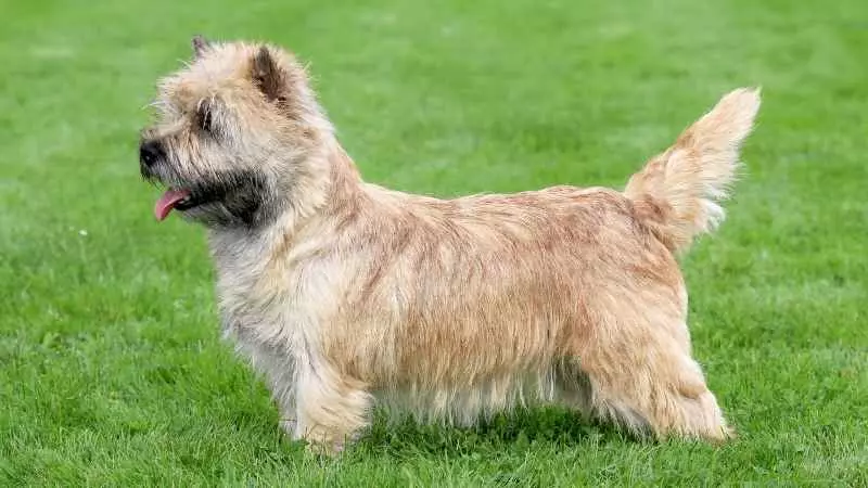 Terrier Köpek Cinsleri Norwich Terrier