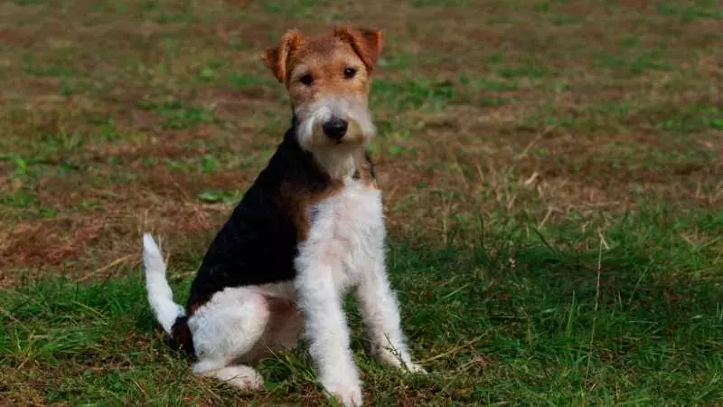 Terrier Köpek Cinsleri Parson Rusel Terrier 1