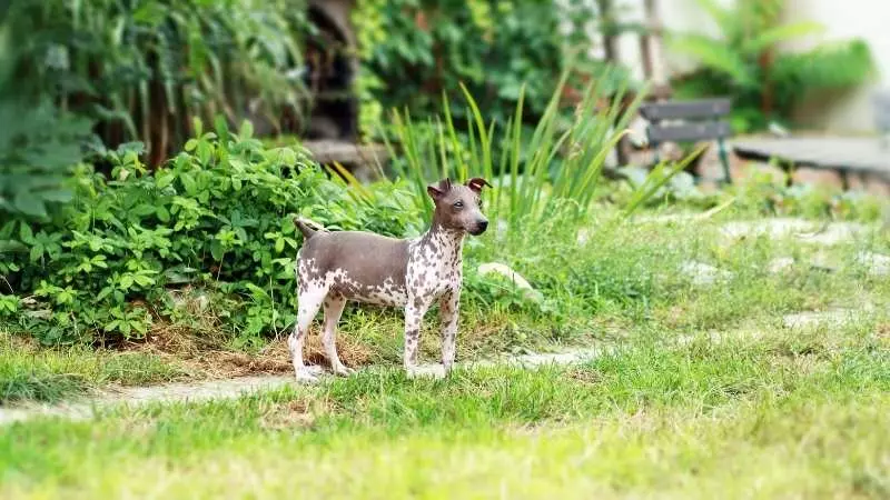 Tüysüz Köpek Cinsleri American Hairless Terrier 1