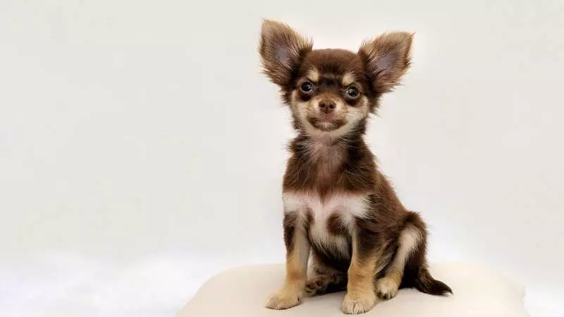 Tüysüz Köpek Cinsleri Chihuahua 1