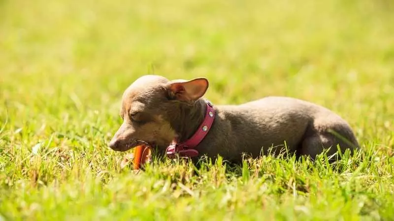 Tüysüz Köpek Cinsleri Tüysüz Çin Köpeği