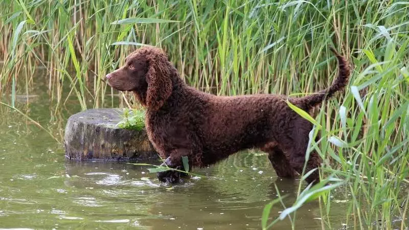 Uzun Tüylü Köpek Cinsleri Su Spaniel