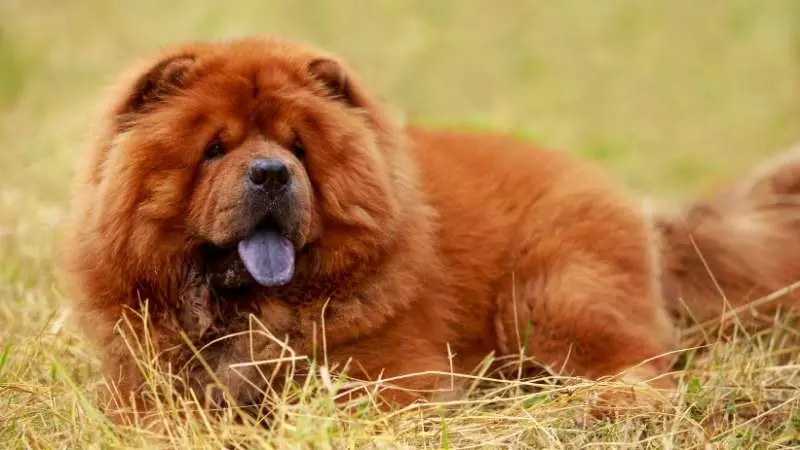 Uzun Tüylü Köpek Cinsleri Çin Aslanı Chow Chow