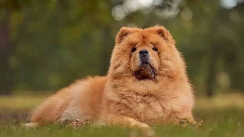 Uzun Tüylü Köpek Cinsleri Çin Aslanı Chow Chow