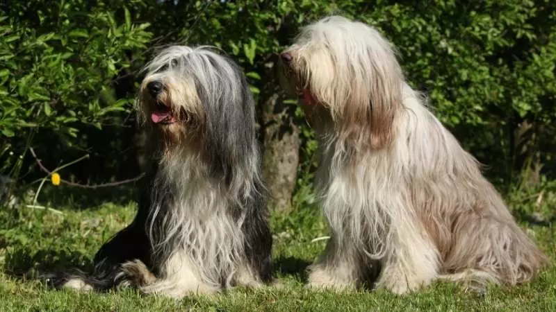 Uzun Tüylü Köpek Cinsleri Skye Terrier 1