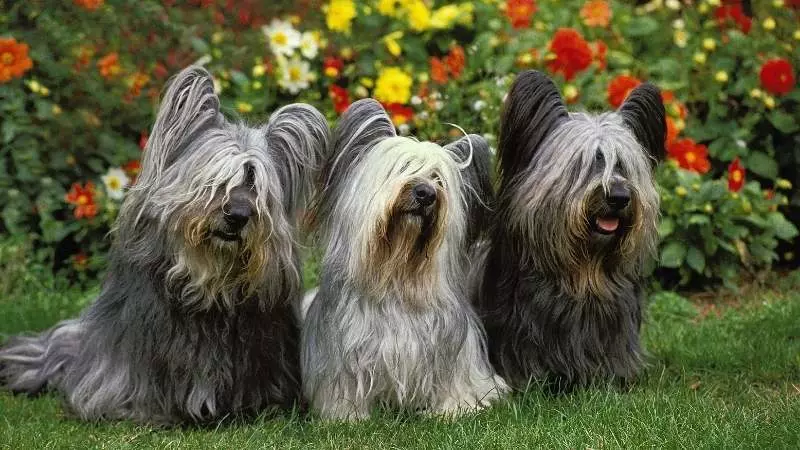 Uzun Tüylü Köpek Cinsleri Skye Terrier